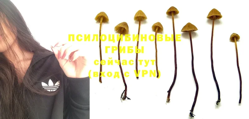 наркотики  Малаховка  Псилоцибиновые грибы Magic Shrooms 